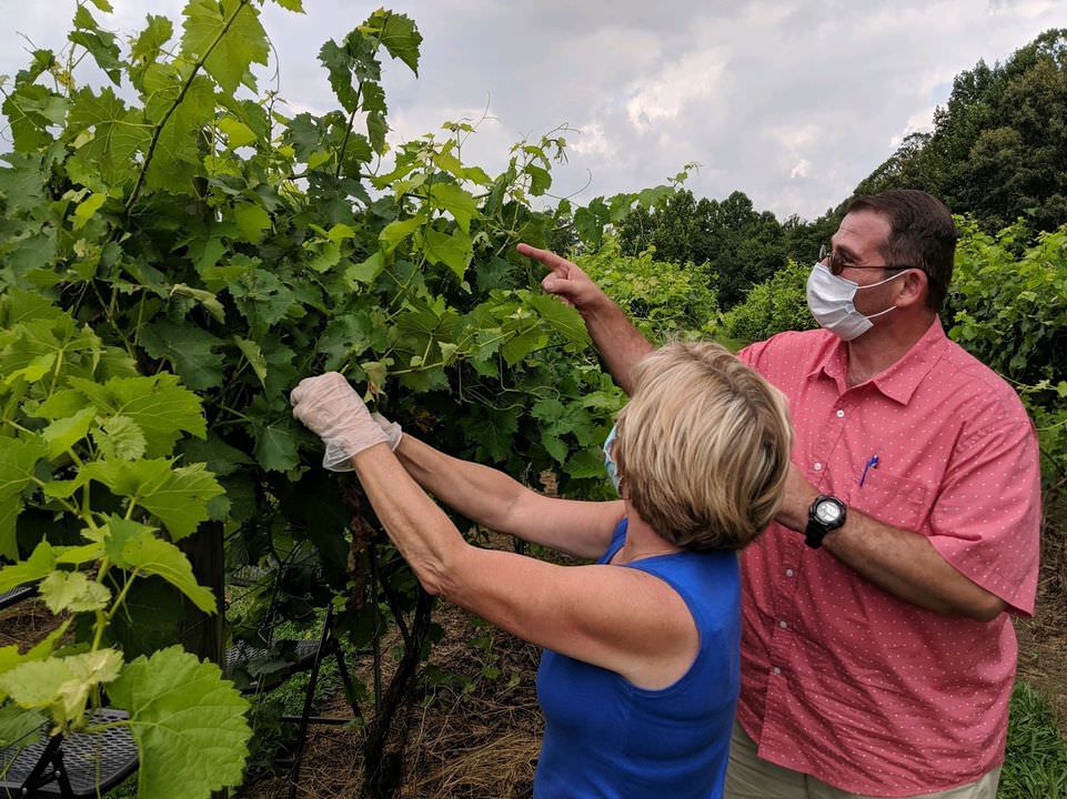 A man and a woman with grapevines in the background