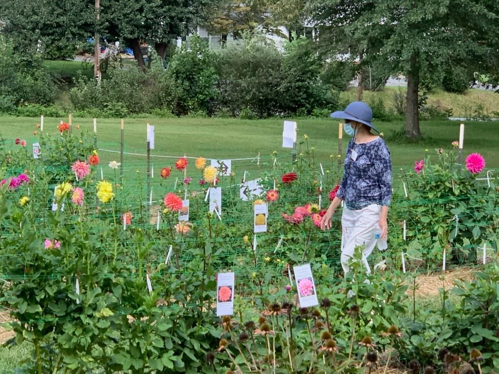 A woman wearing a mask and hat walks in a garden full of flowers